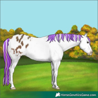 Horse Color:Platinum Painted White Spotted Bay Appaloosa 