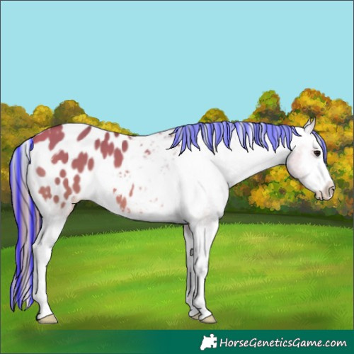 Horse Color:Platinum Painted White Spotted Bay Dun Blanket 