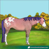 Horse Color:Platinum Painted White Spotted Bay Dun Appaloosa 