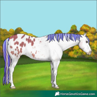Horse Color:Platinum Painted White Spotted Bay Dun Blanket 