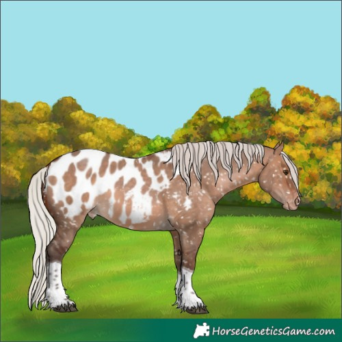 Horse Color:Silver Brown Dun Sabino Tobiano Appaloosa 