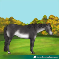 Horse Color:Platinum Buckskin 