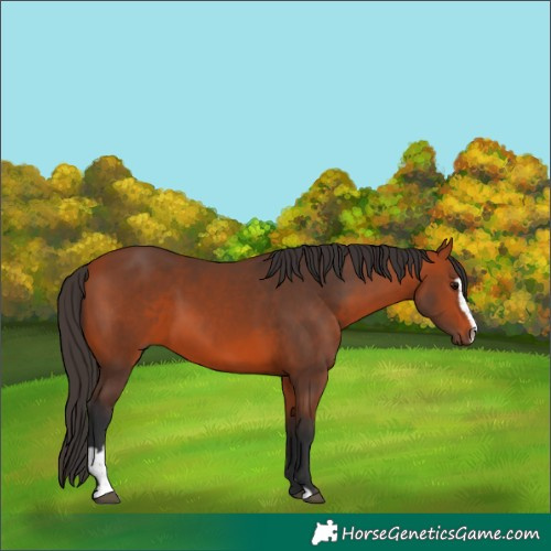 Horse Color:Bay Sabino