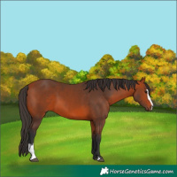 Horse Color:Bay Sabino