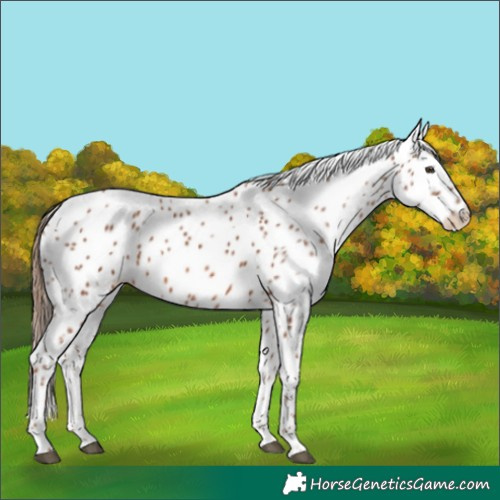 Horse Color:Chestnut Appaloosa