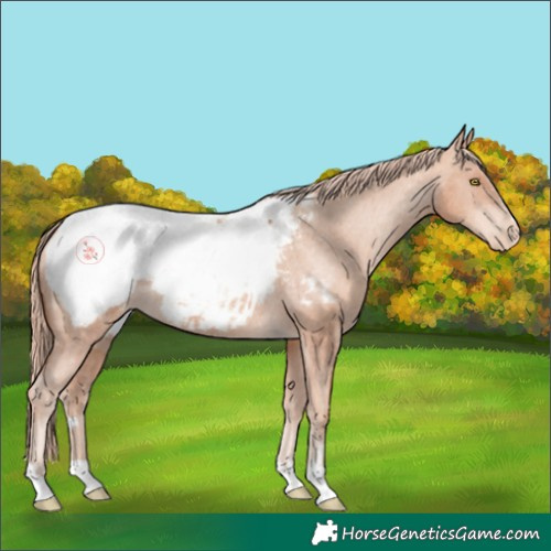 Horse Color:Gold Champagne Snowcap