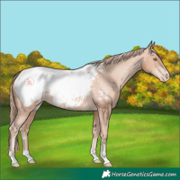 Horse Color:Gold Champagne Appaloosa 