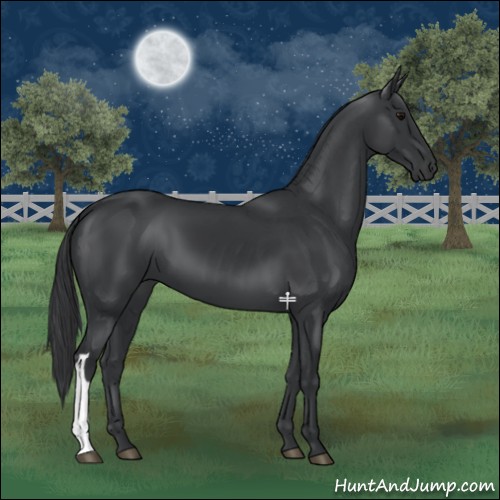Horse Color:Black 
