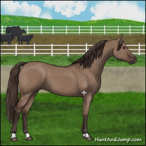 Horse Color:Liver Red Dun 