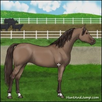Horse Color:Liver Red Dun 