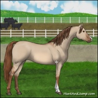 Horse Color:Red Dun 