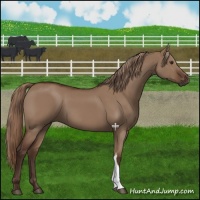 Horse Color:Liver Red Dun 