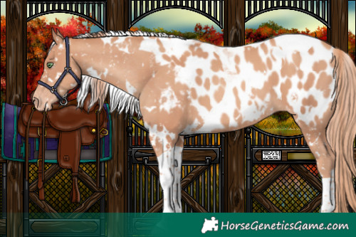 Horse Color:White Spotted Gold Champagne Tobiano Appaloosa