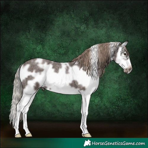 Horse Color:White Spotted Liver Red Roan Splash Frame