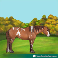Horse Color:White Spotted Chocolate Bay Sabino 