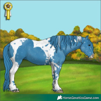 Horse Color:Watercolor Black Tobiano 