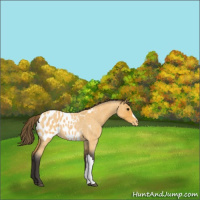 Horse Color:Buckskin Roan Appaloosa