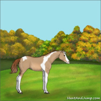 Horse Color:Red Dun Splash Tobiano 