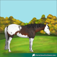 Horse Color:Brown Splash Snowcap