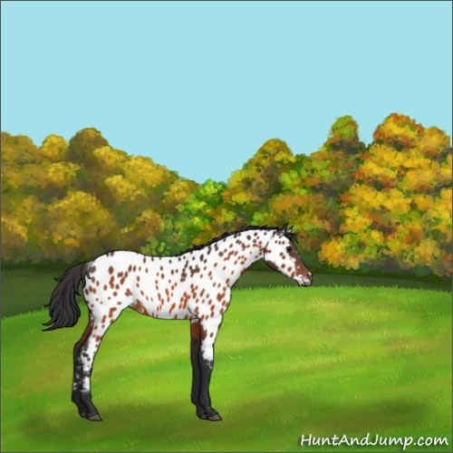 Horse Color:Bay Appaloosa