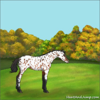 Horse Color:Bay Near Leopard