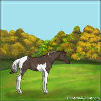 Horse Color:Liver Red Roan Tobiano 