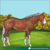 Horse Color:Silver Brown 