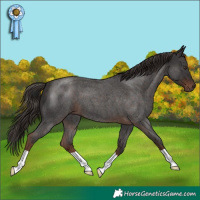 Horse Color:Liver Red Roan 
