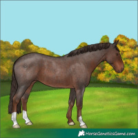 Horse Color:Liver Red Roan 