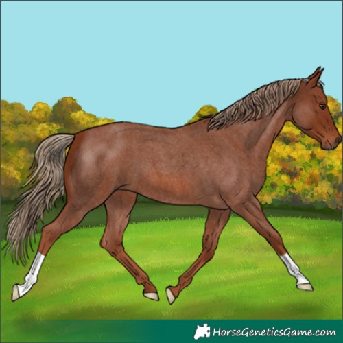 Horse Color:Red Roan