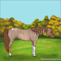 Horse Color:Unknown 