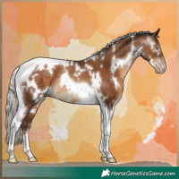 Horse Color:Gray White Spotted Silver Sable Champagne Tobiano Rabicano 