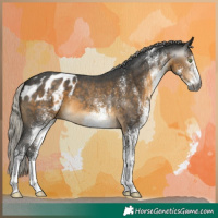 Horse Color:Gray White Spotted Silver Buckskin Blanket