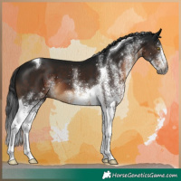 Horse Color:Gray White Spotted Brown Tobiano 