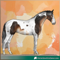 Horse Color:Gray White Spotted Brown Tobiano 