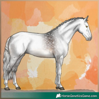 Horse Color:Gray Silver Brown Sabino Tobiano Appaloosa Rabicano