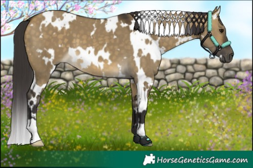 Horse Color:White Spotted Buckskin Dun 