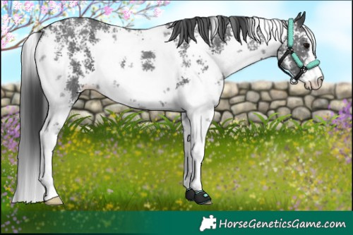 Horse Color:Black Sabino