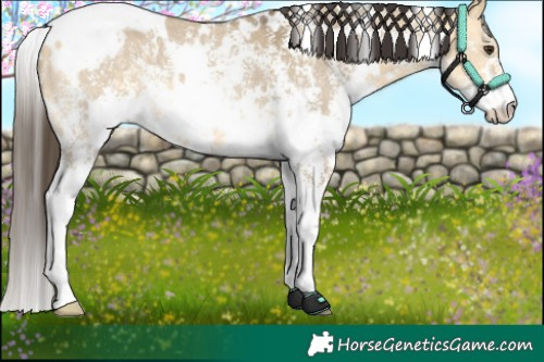 Horse Color:White Spotted Buckskin Dun Sabino 