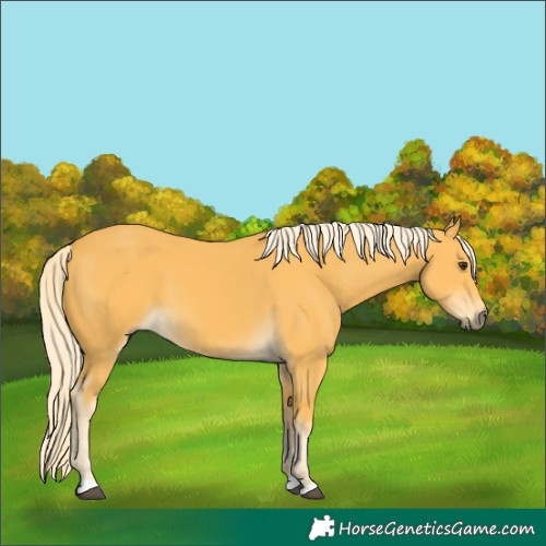 Horse Color:Palomino