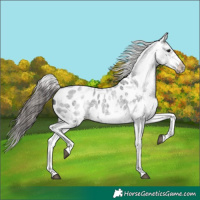 Horse Color:White Spotted Blue Roan Splash Frame Appaloosa 