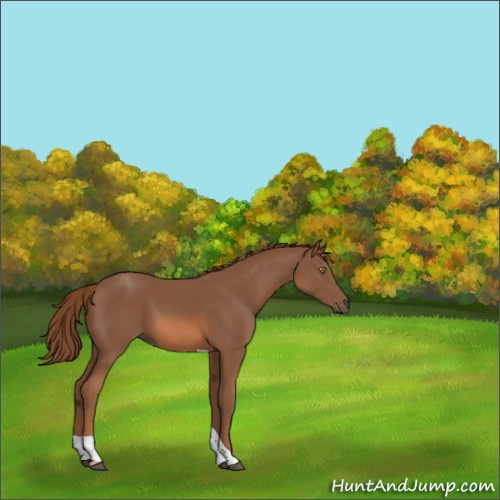 Horse Color:Chestnut Tobiano 