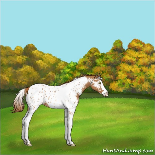 Horse Color:Chestnut Splash Tobiano Appaloosa 