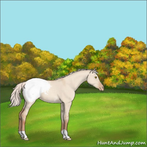 Horse Color:Silver Classic Champagne Dun Appaloosa 
