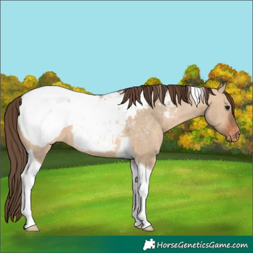Horse Color:Bay Dun Tobiano Appaloosa 