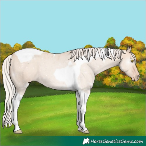 Horse Color:Silver Classic Champagne Dun Tobiano Varnish 