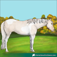 Horse Color:Silver Classic Champagne Dun Tobiano Varnish