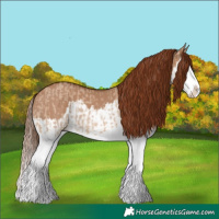 Horse Color:Red Dun Splash  and Red Dun Splash 
