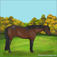 Horse Color:Bay 