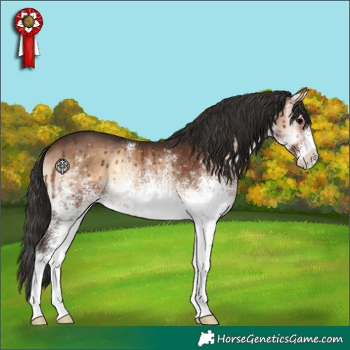 Horse Color:White Spotted Brown Onyx 